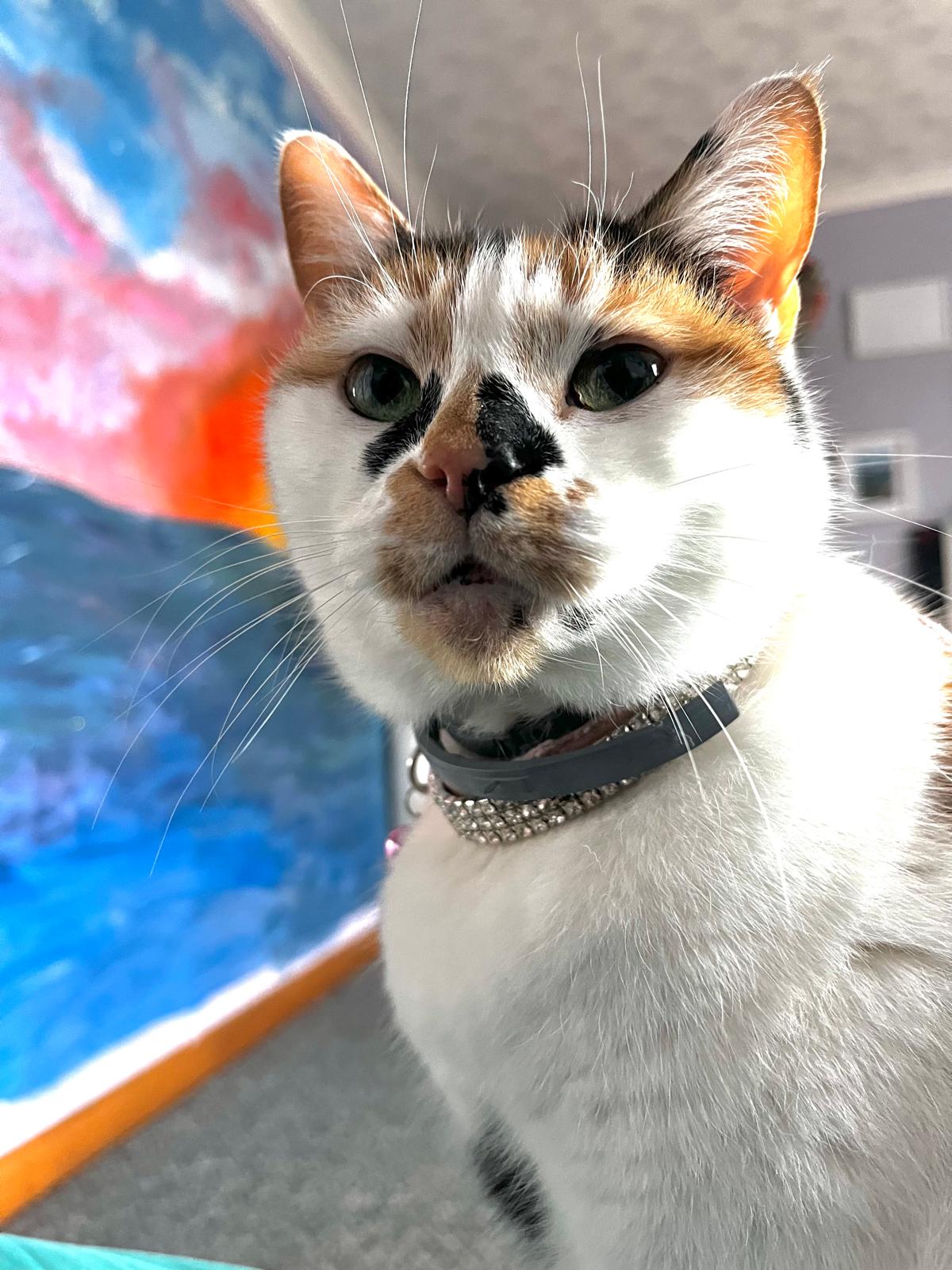 Cat portrait from H&uuml;tehunde Pet Services gallery