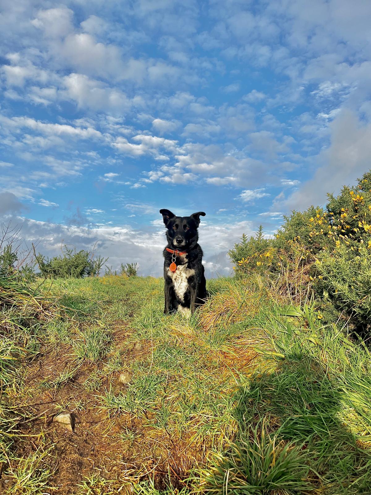 Dog portrait from H&uuml;tehunde Pet Services