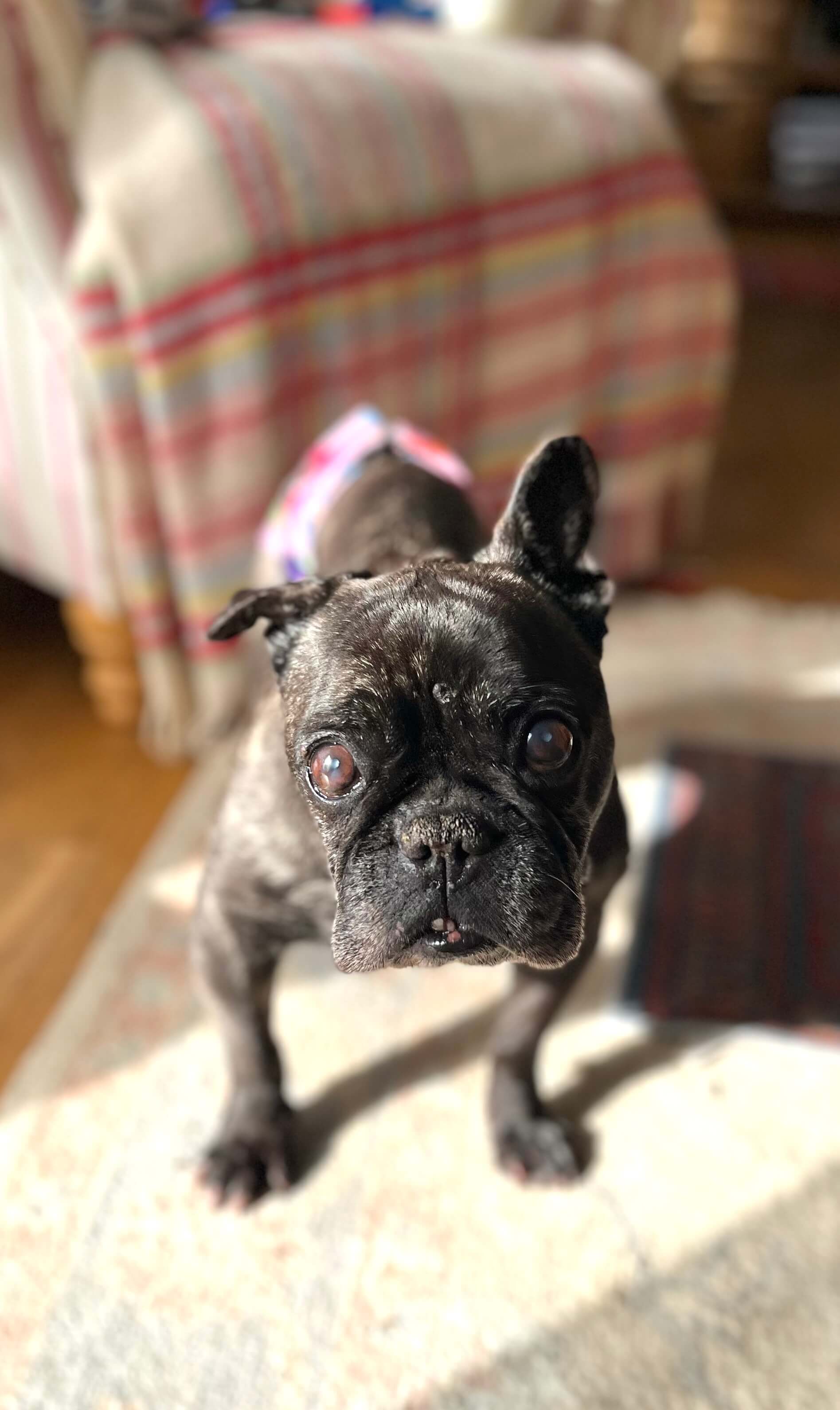 Dog portrait from H&uuml;tehunde Pet Services gallery