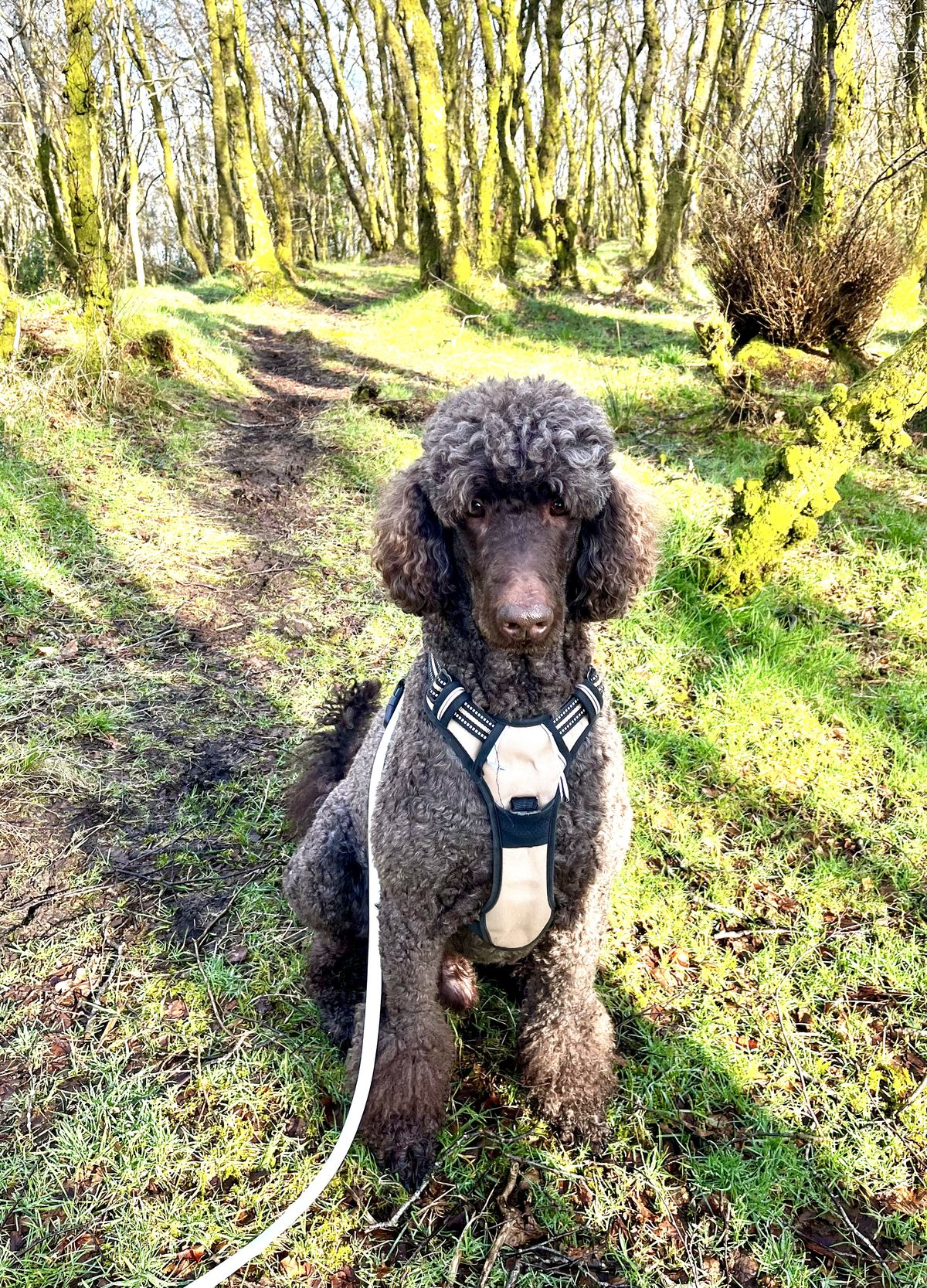 Outdoor dog and owner portrait from H&uuml;tehunde Pet Services gallery