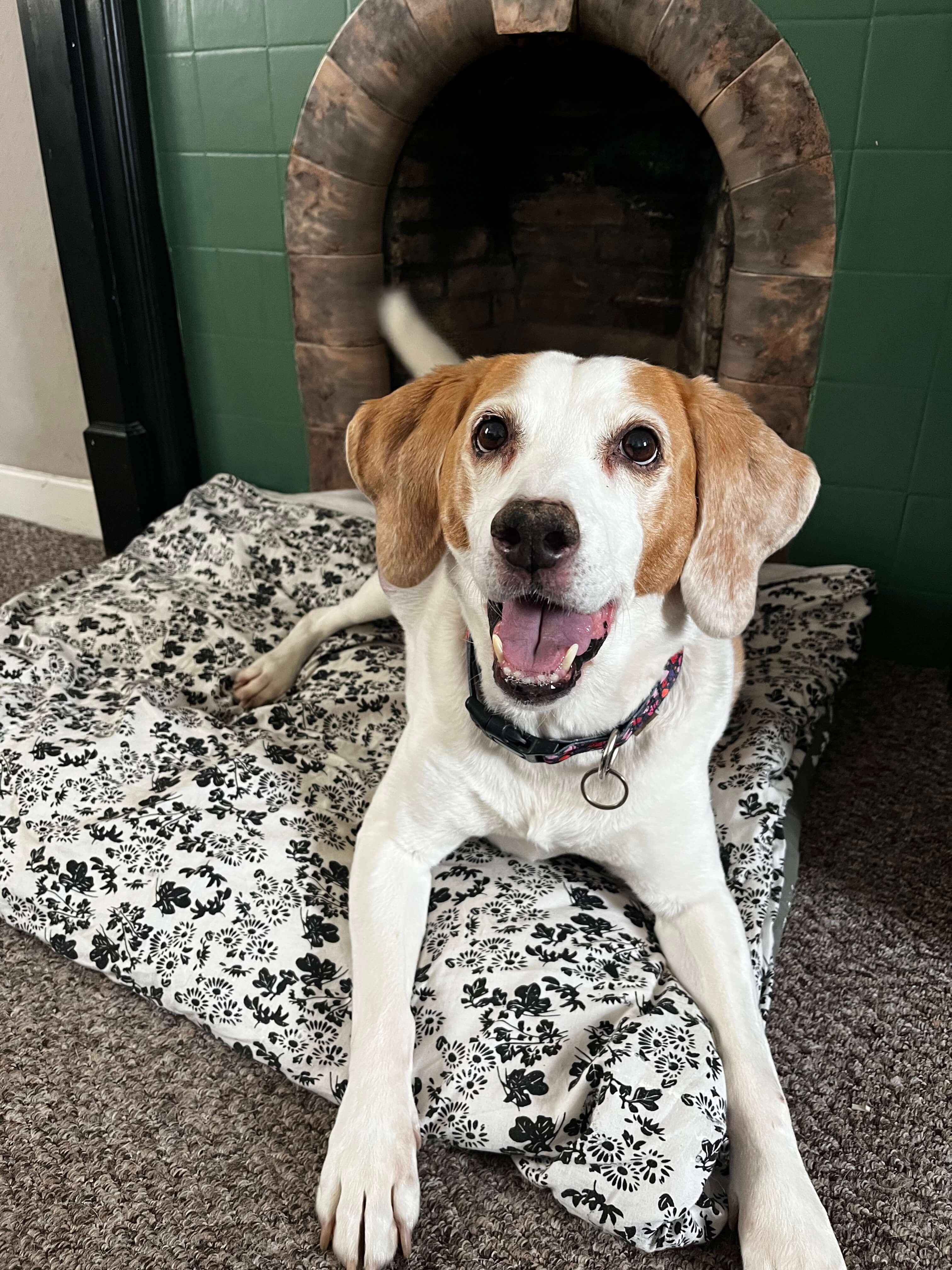 Dog services gallery portrait for H&uuml;tehunde Pet Services