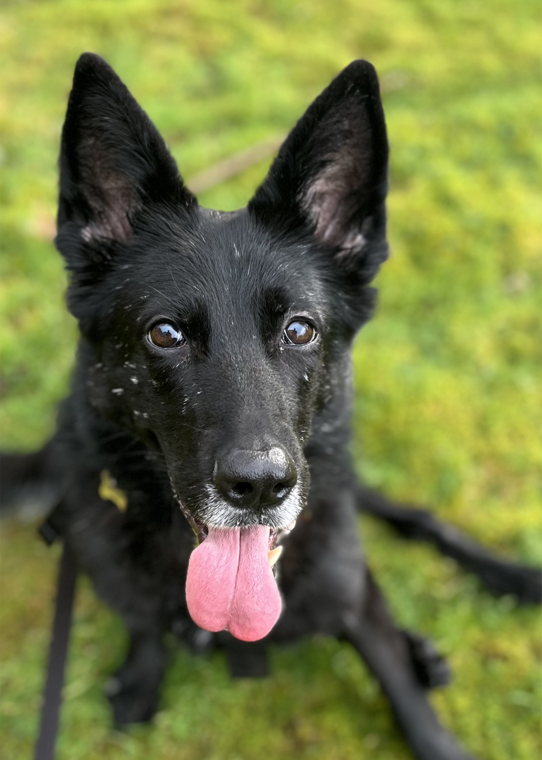 Pet services gallery portrait for H&uuml;tehunde Pet Services