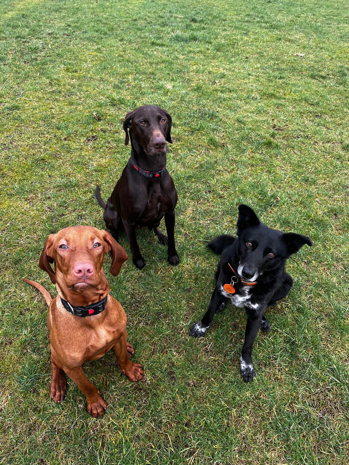 Dog portrait from H&uuml;tehunde Pet Services gallery