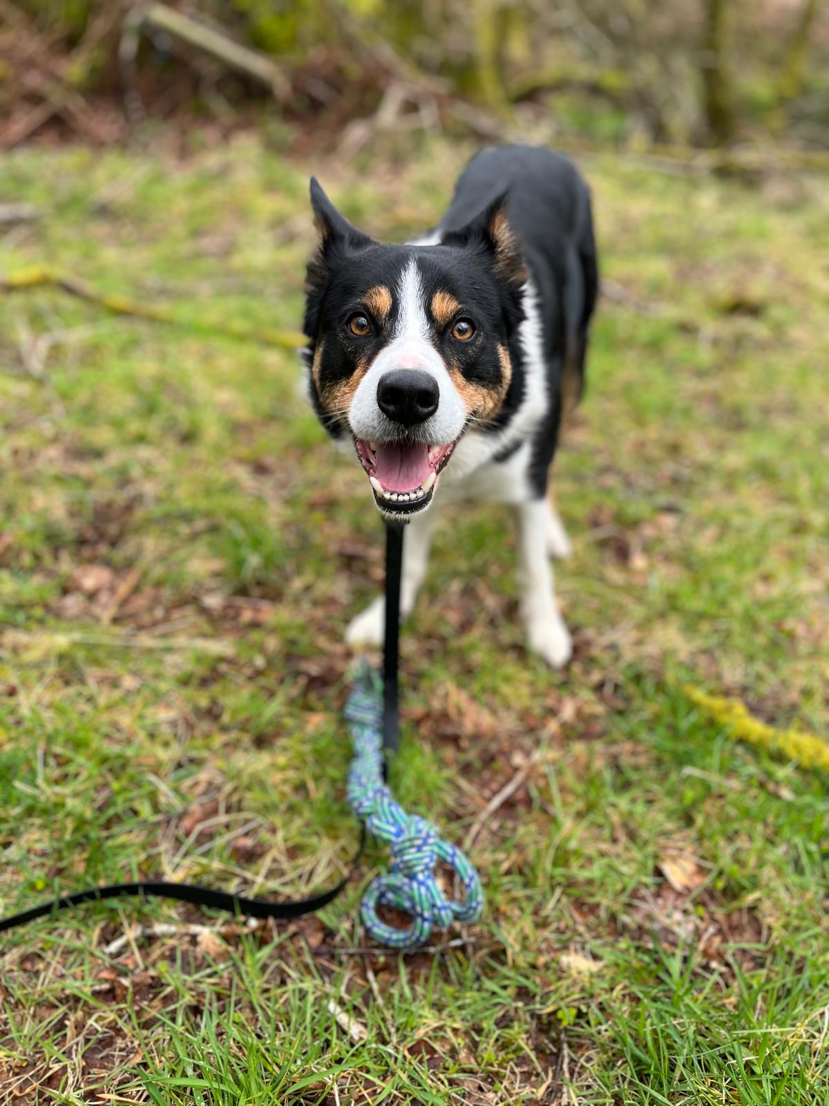 Dog services gallery portrait for H&uuml;tehunde Pet Services