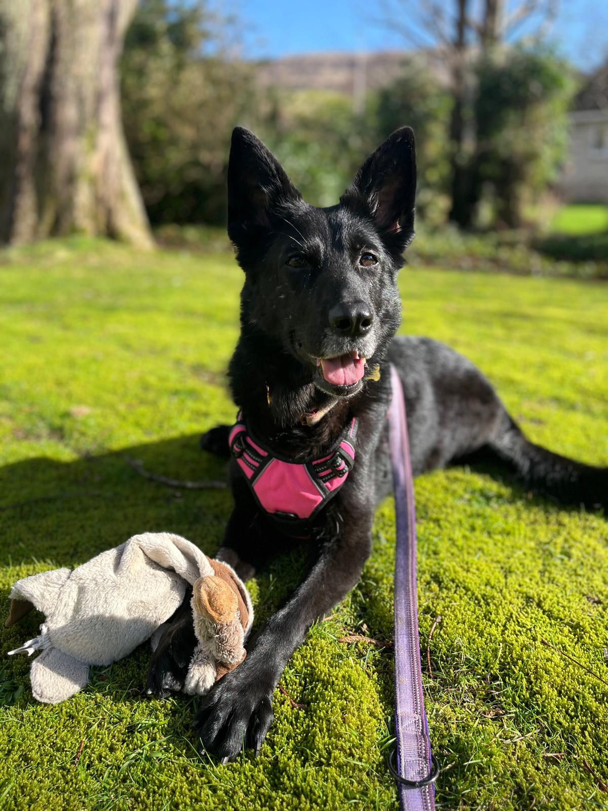 Pet services gallery portrait for H&uuml;tehunde Pet Services